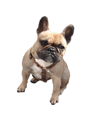 Bulldogs
