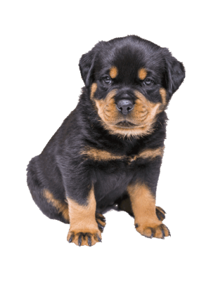 Fur Dog