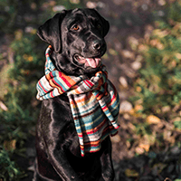 Chalupa